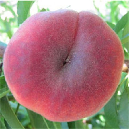 White-Fleshed Flat Peaches